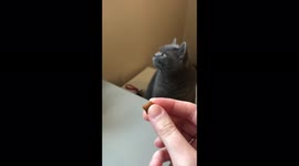 I hand feed my cute British shorthair cat a dreamie cat treat