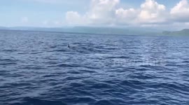 Playful dolphins race with a boat in the Philippines
