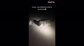 Leopard seal gives teenagers jump scare as it pops up on Australian beach