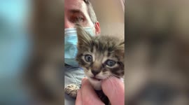 US veterinarians remove a HUGE pulsating parasite from a poorly kitten's neck