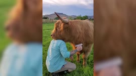 These fluffy cows love nothing more than getting their hair brushed