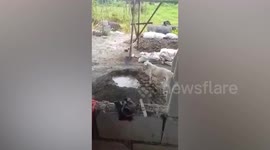 Clever pet dog helps with house construction by mixing cement
