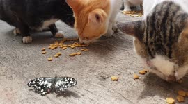 Don't mind me! Butterfly takes a break and watches cats eating nearby