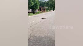 Kind man helps monitor lizard with empty can on head despite being terrified of animal