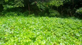 가을비가 굵게 내리는 점심시간, 가슴을 시원하게 하는 빗소리는 언제들어도 좋다.