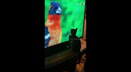 Cat completely engrossed by TV showing nature programme featuring birds