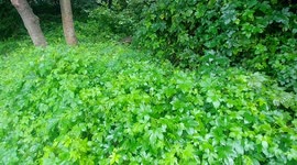 가을비가 오는 점심 시간, 산책길에서 듣는 빗소리는 가슴조차 설레게 한다.