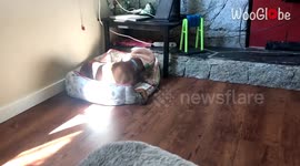 'Naughty Boxer Gets his Head Stuck in a Toy Log'