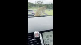 Moment entire family of monkeys swarm UK family's car at safari park
