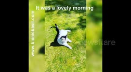 Meet the three-legged rescue cat with adorable HEART-SHAPED markings