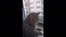 냥이(코코) 새터링  느므 귀여워