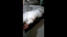 Cute Puppy Playing toy with a squizy sound were she get angry everytime it make nose
