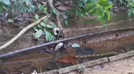 Cobra and python fight in canal in Singapore