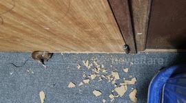 Mouse gnaws through bedroom door until morning