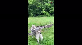 'Hungry Husky vs. Flying Beetle | Dog's Hunting Adventure Goes Wrong'