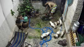 Heroic puppies alert owner after FISH leaps from pond and starts suffocating on ground