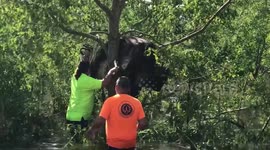 A helpless cow had to be rescued from up a tree after being swept away by Hurricane Ida