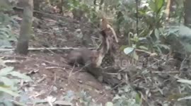 Patrol officers rescue wild cat stuck in trap in southern Thailand