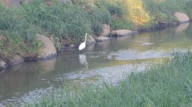 도심을 가로지르는 천에서 하얀 새 한마리 여유있게 거닐고 있습니다.