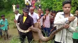 Giant python preys on hyena amid bushes, gets rescued in central India