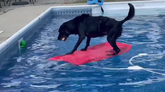 Abby the viral bodyboarding dog navigates across swimming pool without getting soaked