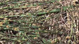 This unusual farm raise crickets for food! Be brave enough to try it out