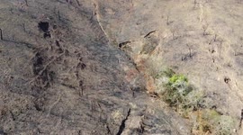 Juquery State Park in Franco da Rocha vegetation returning to growth in Franco da Rocha, Brazil