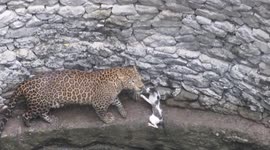 Leopard and cat appear to make a truce as they await rescue from well in India