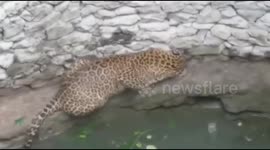 Leopard and cat fall into well, come face-to-face in Nashik