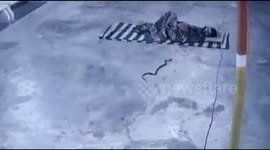 Stuff of nightmares! Sleeping man awakes to find cobra in his bed