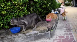 Kind locals help hundreds of starving cats on Thai tourist island devastated by Covid-19 pandemic