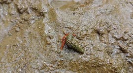 Save the beach environment by planting Rhizopora Apiculata mangroves