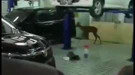 Stag-gering sight! Wild deer runs amok at workshop in Jakarta