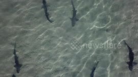 Leopard sharks at the La Jolla Shores Beach in San Diego