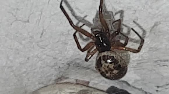 Noble False widow spider lurkes above a door frame in the UK