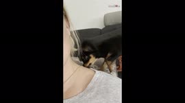 'This Cute Russian Toy Puppy Has a Strict 'NO NECKLACE' Rule for her Loved Ones 
'