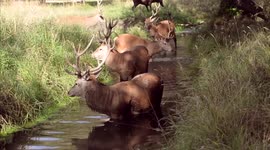 Beautiful footage shows a herd of stags in Richmond Park, London, cooling off during the heatwave