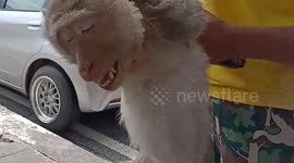 Rescue team catches electrocuted monkey falling to the ground