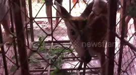 Lost deer rescued after running through a glass door in a house