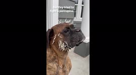Result of dog's prickly battle with porcupine racks up 100 million views on TikTok