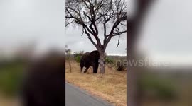 Massive elephant showed off in front of tourists and its herd - by pulling down an entire tree in one go