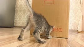 YouTuber tests how far their kitten can reach inside cardboard box