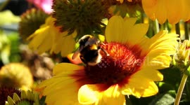 A bumblebee lands on a flower to collect pollen. on a beautiful sunny morning,