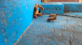 Bees.. landing with full capacity load. love to watch as they replicate the busiest airport on the planet