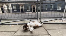 Larry the cat of Downing Street makes a playful start to the day