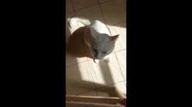 A late morning with my cat being angry and very aggressive for no reason