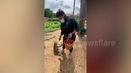 Wild monkey pulls woman’s leg to ask for food