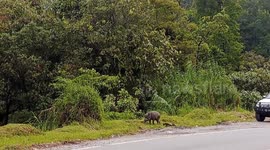 Wild boars take to the streets to be a spectacle