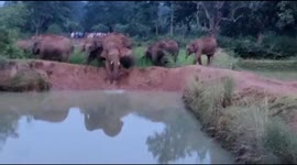 Herd of elephants came to Mayurbhanj from West Bengal.