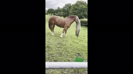 Horse manages to get head stuck in hood leaving him wandering around in circles